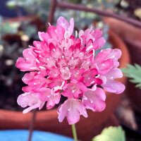 Scabieuse rose Double Salmon Rose (Scabiosa atropurpurea) graines
