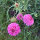 Scabieuse rose Double Salmon Rose (Scabiosa atropurpurea) graines