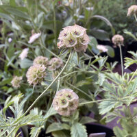 Scabieuse étoilée Drumsticks (Scabiosa...