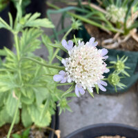Scabieuse étoilée Drumsticks (Scabiosa...