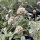 Scabieuse étoilée Drumsticks (Scabiosa stellata) graines