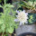 Scabieuse étoilée Drumsticks (Scabiosa stellata) graines