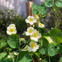 Capucine blanc crème Milkmaid (Tropaeolum majus) graines
