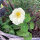 Capucine blanc crème Milkmaid (Tropaeolum majus) graines