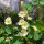 Capucine blanc crème Milkmaid (Tropaeolum majus) graines