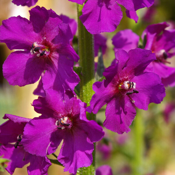Molène de Phénicie en mélange (Verbascum phoeniceum) graines