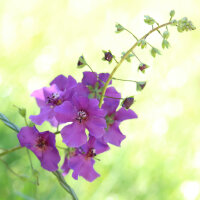 Molène de Phénicie en mélange (Verbascum phoeniceum) graines