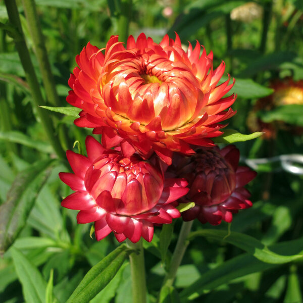 Immortelle à bractées ‘Coppery Red’ (Xerochrysum bracteatum) graines