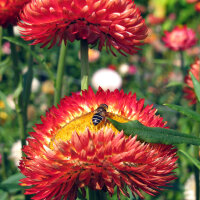 Immortelle à bractées ‘Coppery...