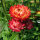 Immortelle à bractées ‘Coppery Red’ (Xerochrysum bracteatum) graines