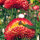 Immortelle à bractées ‘Coppery Red’ (Xerochrysum bracteatum) graines