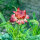 Immortelle à bractées ‘Coppery Red’ (Xerochrysum bracteatum) graines
