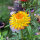 Immortelle à bractées Lemon Yellow (Xerochrysum bracteatum) graines