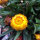 Immortelle à bractées Lemon Yellow (Xerochrysum bracteatum) graines
