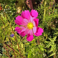 Cosmos en mélange Sea Shells (Cosmos bipinnatus) graines