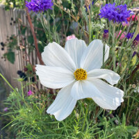 Cosmos blanc Sensation Purity (Cosmos bipinnatus) graines