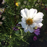 Cosmos blanc Sensation Purity (Cosmos bipinnatus) graines