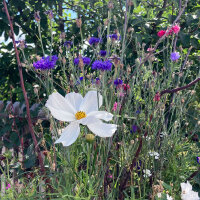 Cosmos blanc Sensation Purity (Cosmos bipinnatus) graines