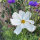 Cosmos blanc Sensation Purity (Cosmos bipinnatus) graines