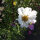 Cosmos blanc Sensation Purity (Cosmos bipinnatus) graines