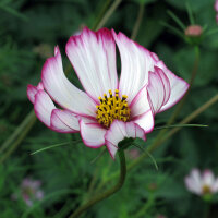 Cosmos bicolore Sensation Candy Stripe (Cosmos...