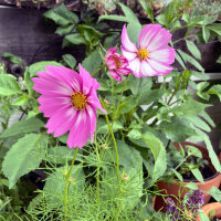 Cosmos bicolore Sensation Candy Stripe (Cosmos bipinnatus) graines