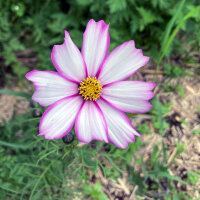 Cosmos bicolore Sensation Candy Stripe (Cosmos bipinnatus) graines