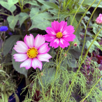 Cosmos bicolore Sensation Candy Stripe (Cosmos bipinnatus) graines