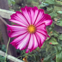 Cosmos bicolore Sensation Candy Stripe (Cosmos bipinnatus) graines