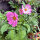 Cosmos bicolore Sensation Candy Stripe (Cosmos bipinnatus) graines
