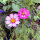 Cosmos bicolore Sensation Candy Stripe (Cosmos bipinnatus) graines