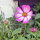 Cosmos bicolore Sensation Candy Stripe (Cosmos bipinnatus) graines