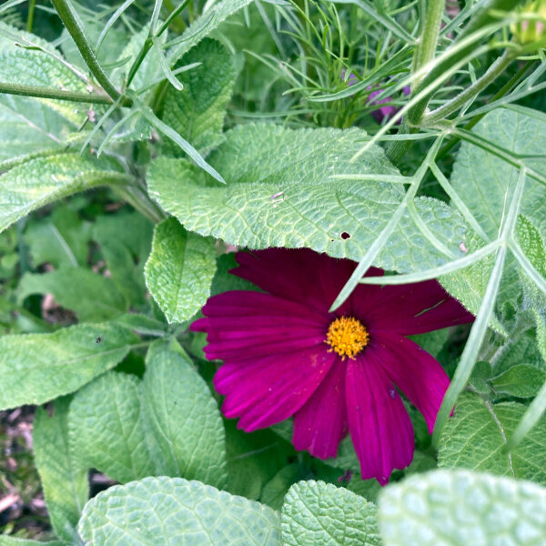 Cosmos rouge carmin Sensation Dazzler (Cosmos bipinnatus) graines