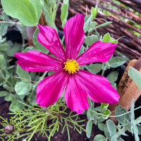 Cosmos rouge carmin Sensation Dazzler (Cosmos bipinnatus) graines
