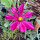 Cosmos rouge carmin Sensation Dazzler (Cosmos bipinnatus) graines