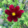 Cosmos rouge carmin Sensation Dazzler (Cosmos bipinnatus) graines