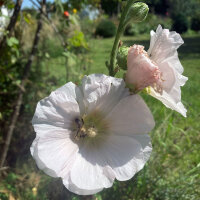 Rose trémière mélange (Alcea rosea) graines
