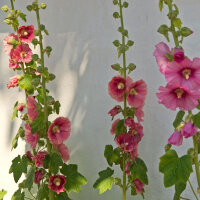 Rose trémière mélange (Alcea rosea) graines