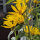 Tournesol Soleil de Maximilien (Helianthus maximiliani) graines