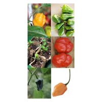 Piments doux et aromatiques - kit cadeau de graines