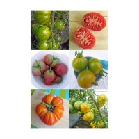 Anciennes variétés de tomates colorées   - Coffret cadeau de graines