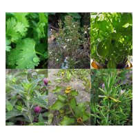 Herbes fraîches aux cocktail - kit cadeau de graines