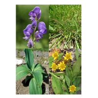 Plantes alpines - kit cadeau de graines