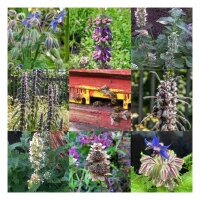 Plantes & fleurs mellifères pour des abeilles -  kit cadeau de graines