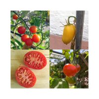 Variétés de tomates historiques (biologiques) - kit cadeau de graines