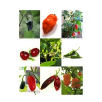 Piments mexicains traditionnels -  kit cadeau de graines