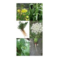 Légumes sauvages - Kit cadeau de semences