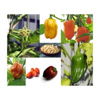 La Diversité de Habanero -  kit cadeau de graines