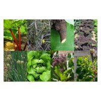 Permaculture - kit cadeau de graines