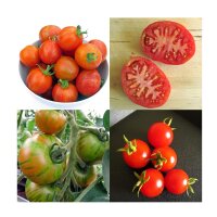 Tomates anciens - kit cadeau de graines